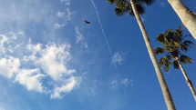 A Hawk spreads its wings and soars in flight over a cluster of tall outstretched palm trees against a clear blue sky on a sunny beautiful day. 