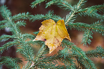 fall leaf on spruce 
