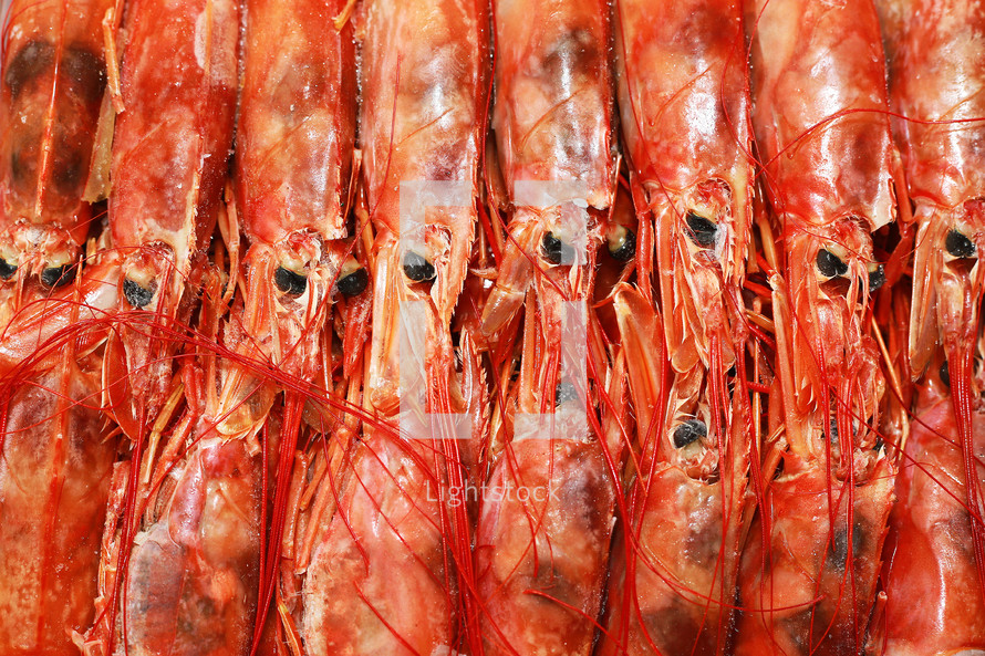 Close up fresh of raw red langoustines , Nephrops norvegicus, Norway lobster, Dublin Bay prawn or scampi