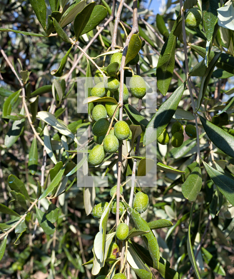 olives on olive trees