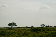green grass and foliage of Nairobi savanna