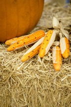 corn and pumpkins in hay
