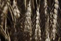 wheat grains closeup 