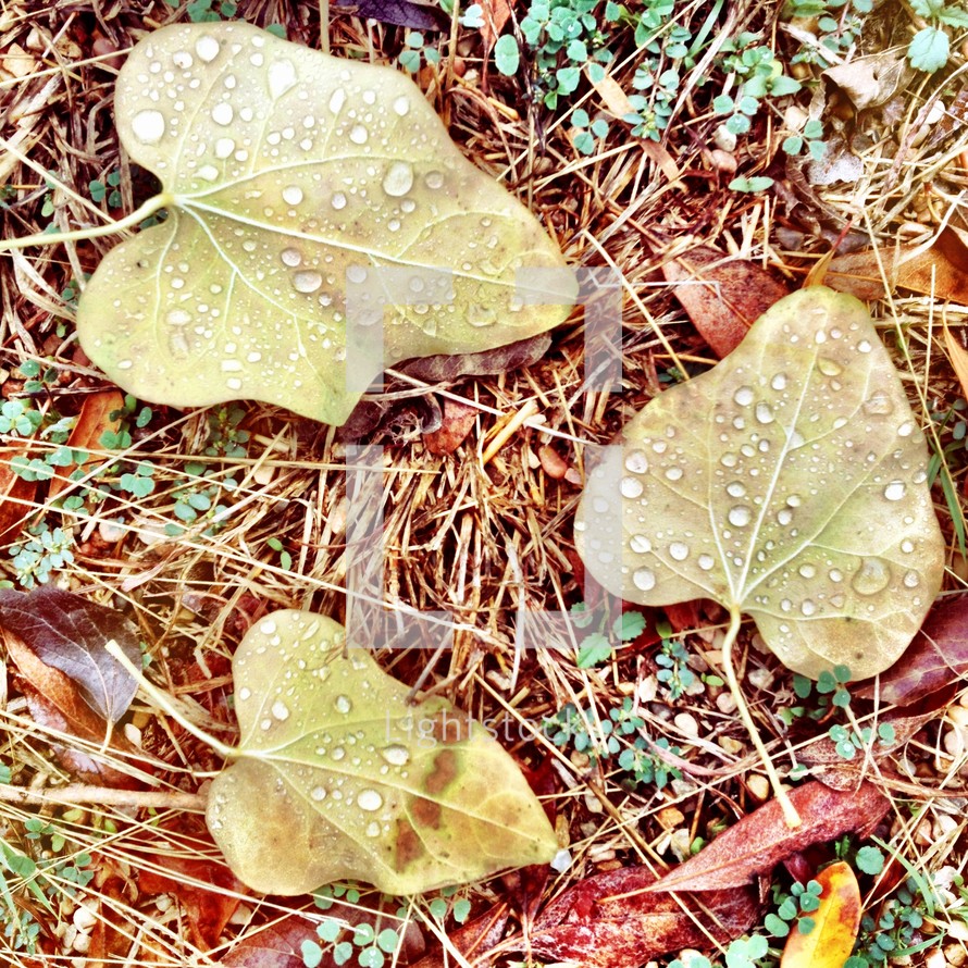 Dew on leaves