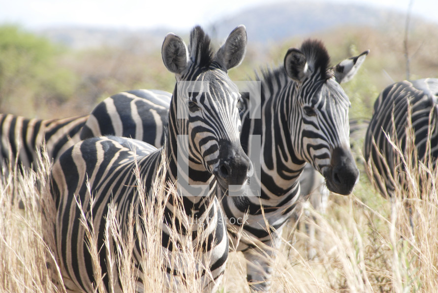 zebras with their distinctive black and white stripes