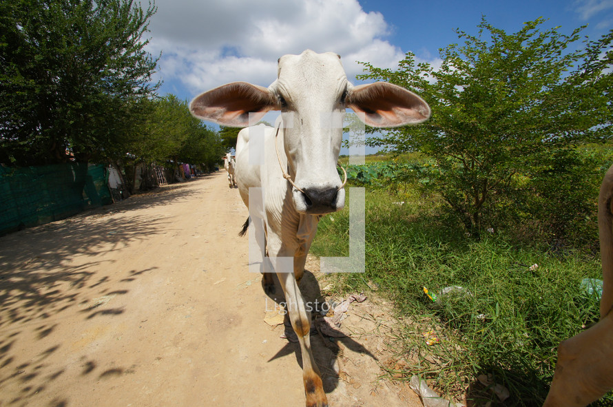 Close up of a cow walking along a path