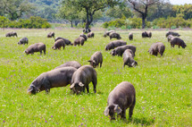 hogs in a pasture 