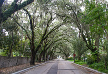 Street in St. Augustine, Florida, lined with Oak Trees Covered with Spanish Moss 