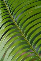 Long, thin, tropical plant leaves