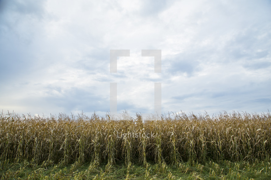 corn field ready for harvest 