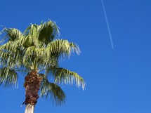 Palm tree in a cobalt blue sky as an airplane streaks through the sky.