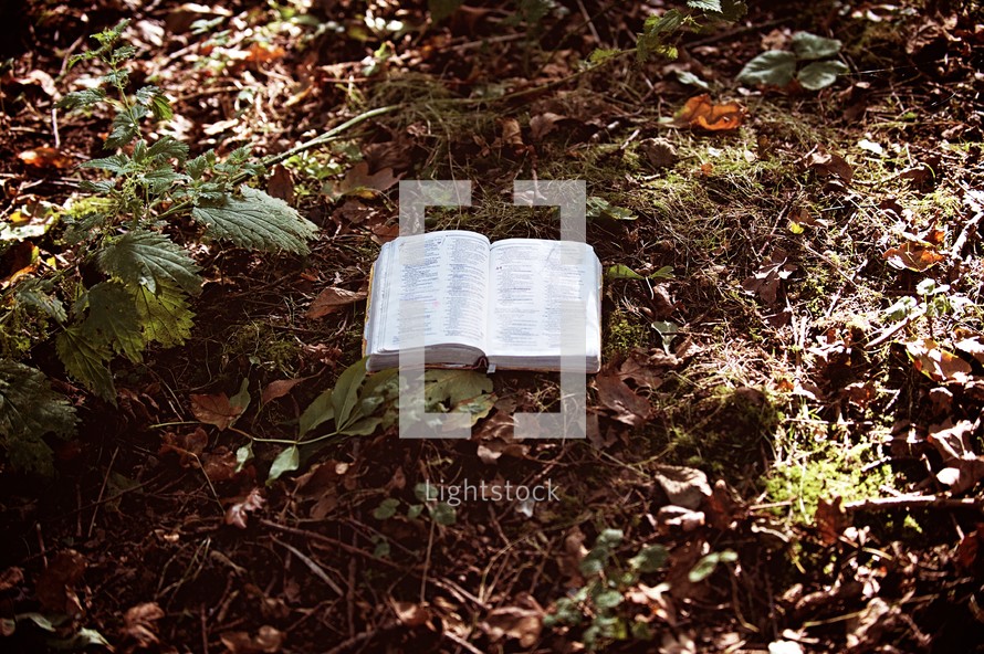 a Bible on a forest floor 