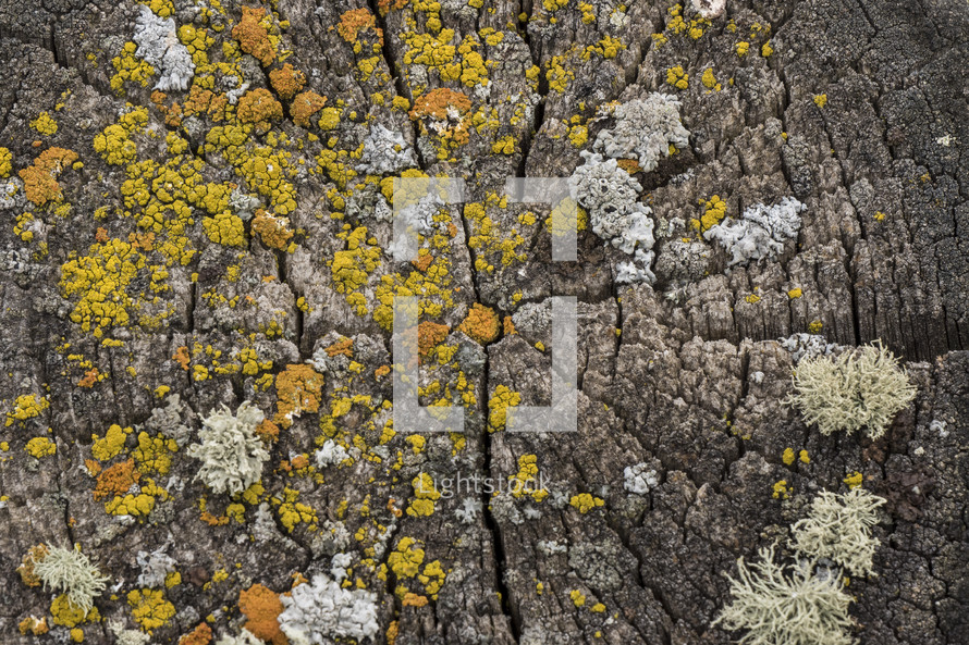 lichen on a tree stump 