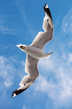 Bird soaring in the sky.