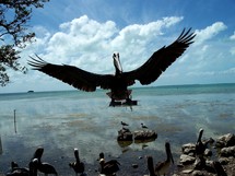 Pelican bird in flight off the coast of the ocean.