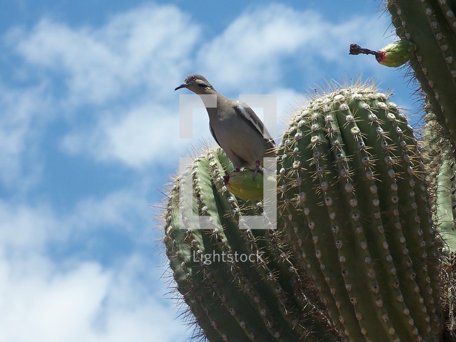 bird on a cactus in the heat of the desert in Arizona.
