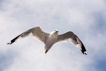 A soaring seagull.