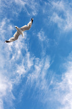 Bird soaring in the sky.