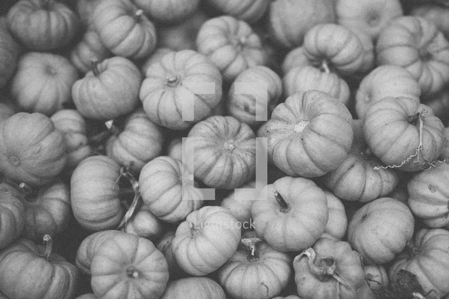 tiny pumpkins