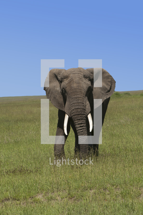 Lone elephant in a field of green grass.