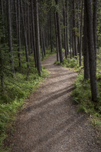 path through an evergreen forest 