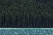 evergreen forest and lake shore