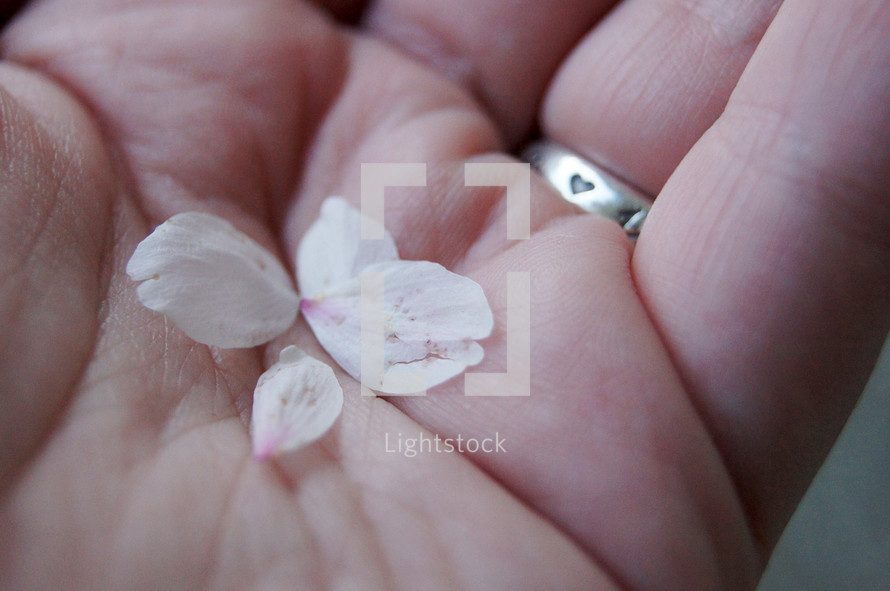 flower petals in the palm of the hand 