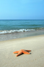 starfish on a beach 