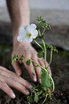 Hands planting flower into dirt.