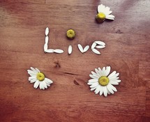 live in daisy petals 
