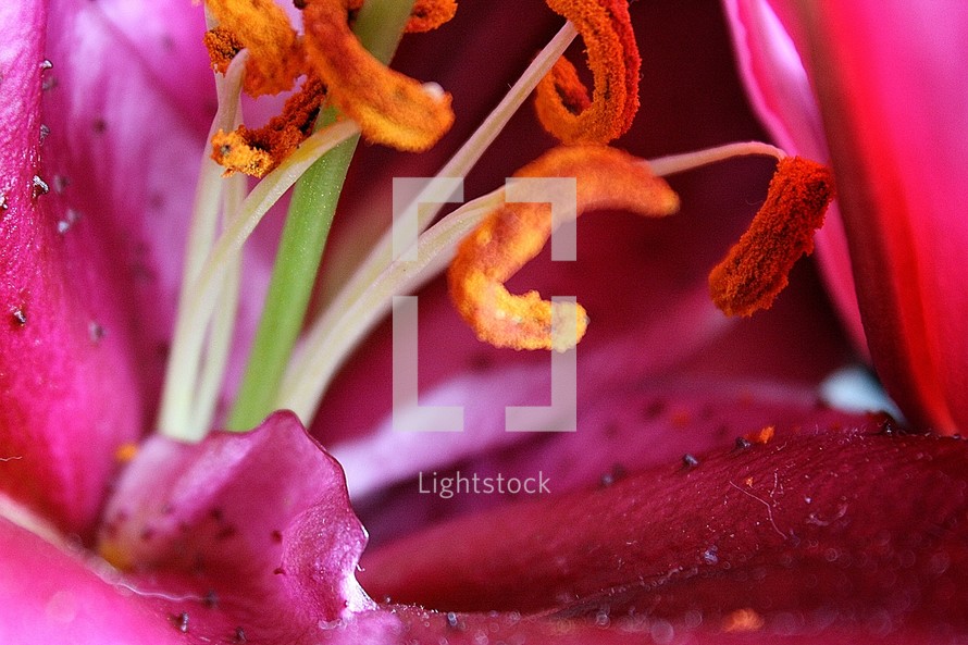 Asian Lily closeup