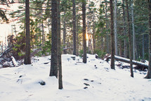 Sunrise on snow covered ground in forest of trees.