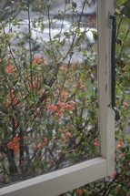 flowers on a bush and an open window 