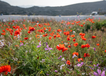 Field of Wildflowers in Greece