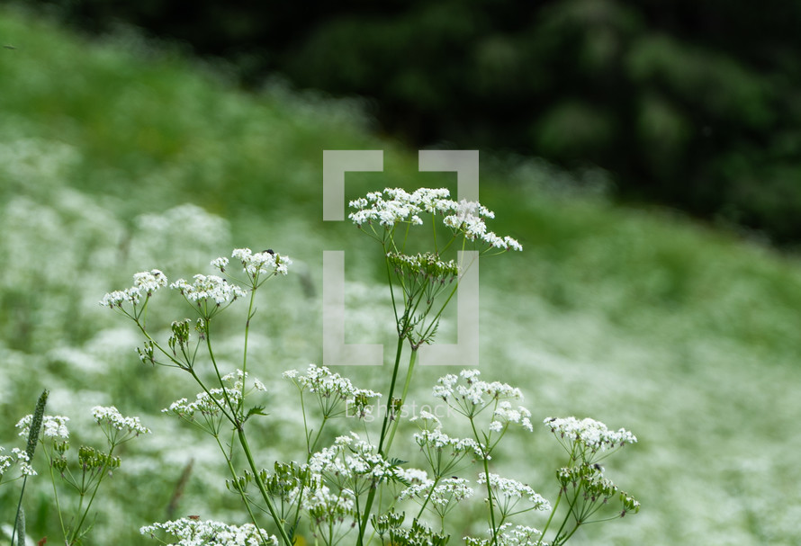 White flowers in alpine meadow 