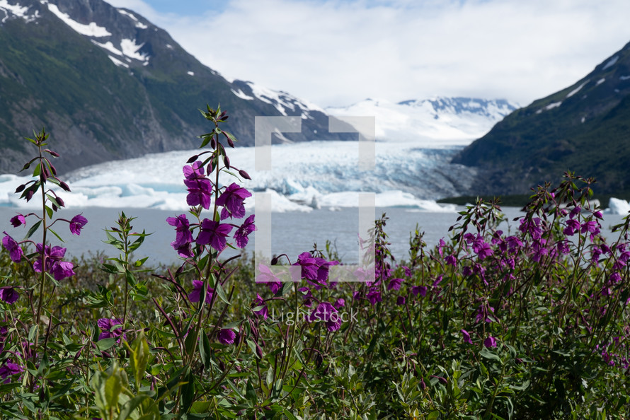 Glacier and Purple Flowers in Alaska