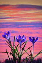 Close up of purple crocus at sunset