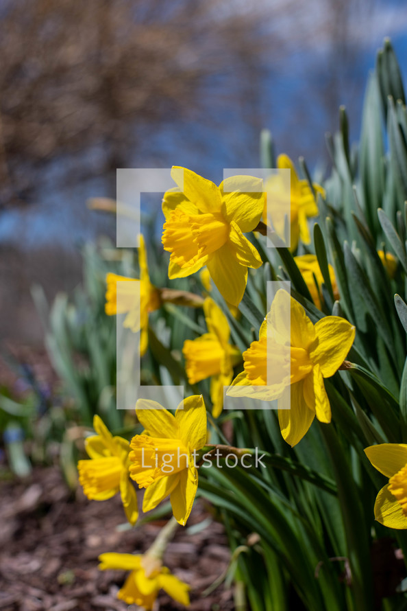 daffodils, yellow spring flowers 