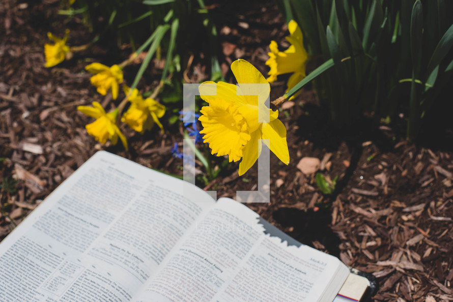 daffodils, yellow spring flowers and Bible 
