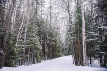 snow gently falling on a forest with road