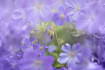 closeup of purple flowers 