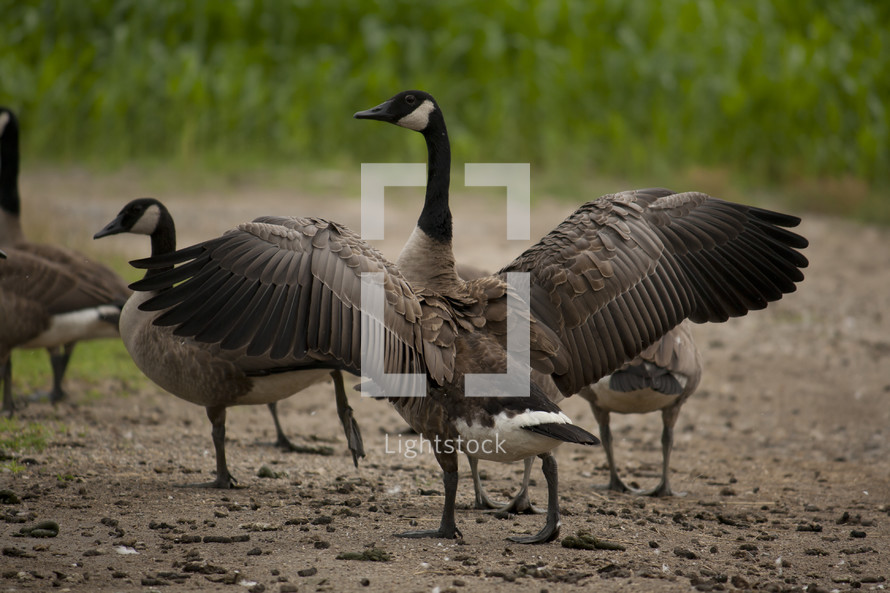 Canada goose with its wings spread