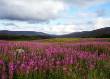 Field of Purple Flowers in Scotland 