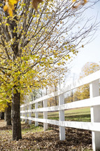 fall trees and a white fence 