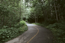 road through a summer forest 