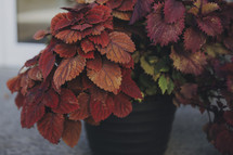 red orange leaves on a potted plant in fall 
