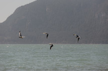 4 birds flying over ocean surface