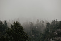 misty mountain top and forest