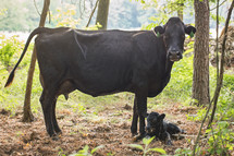 calf and mother cow 