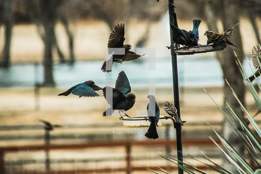birds fighting for spots at the bird feeder 
